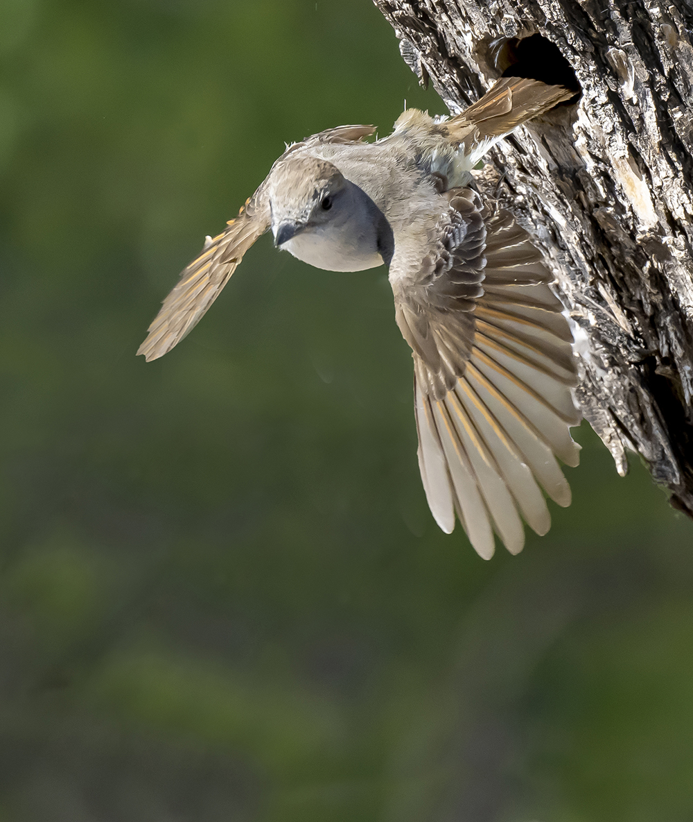 ash throated flycatcher in flight low res sc