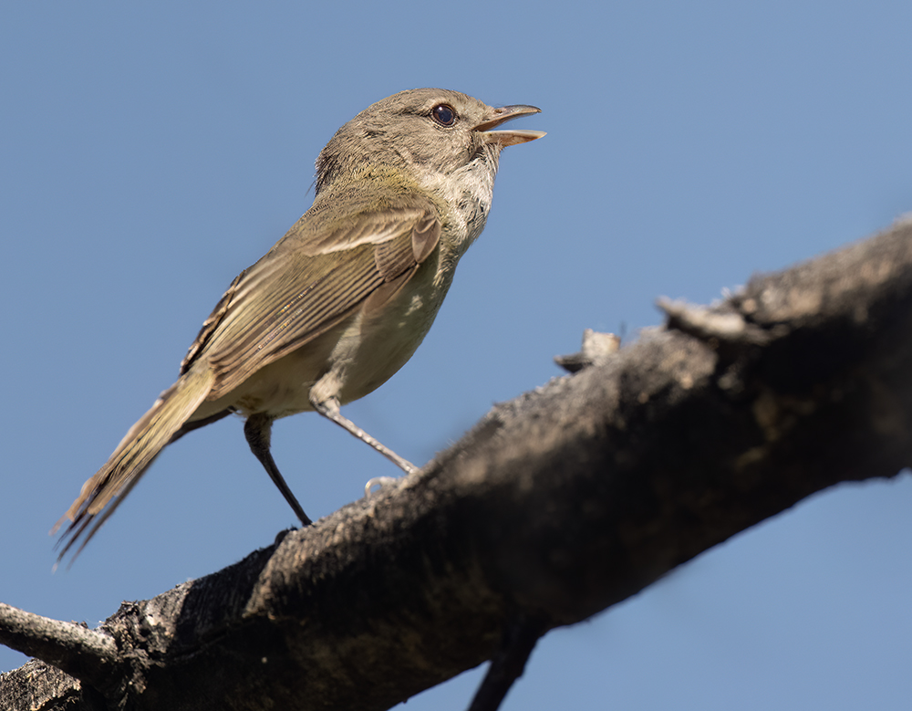 bells vireo low res sab