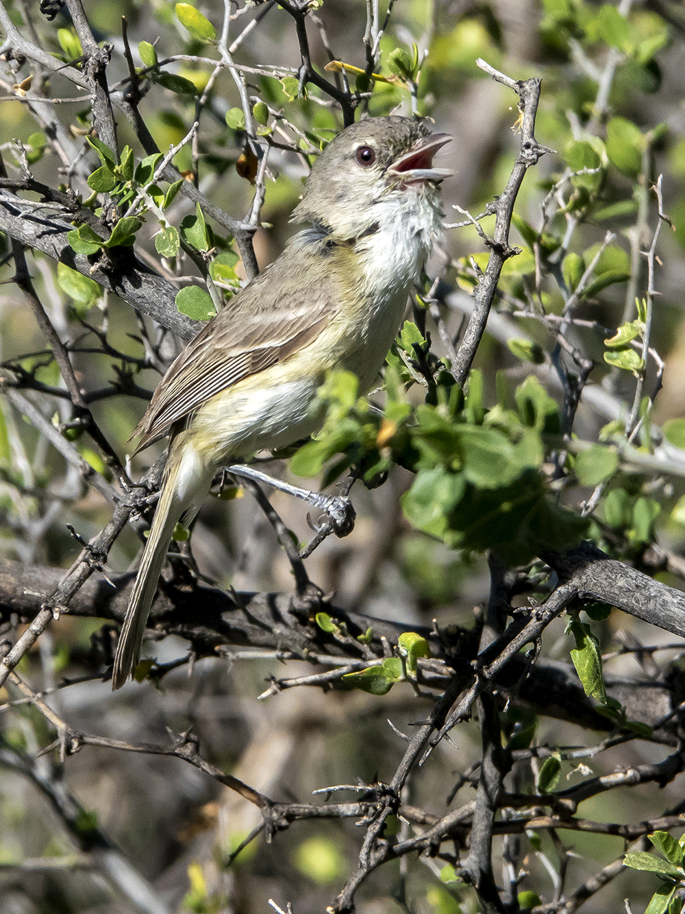 bells vireo s low res