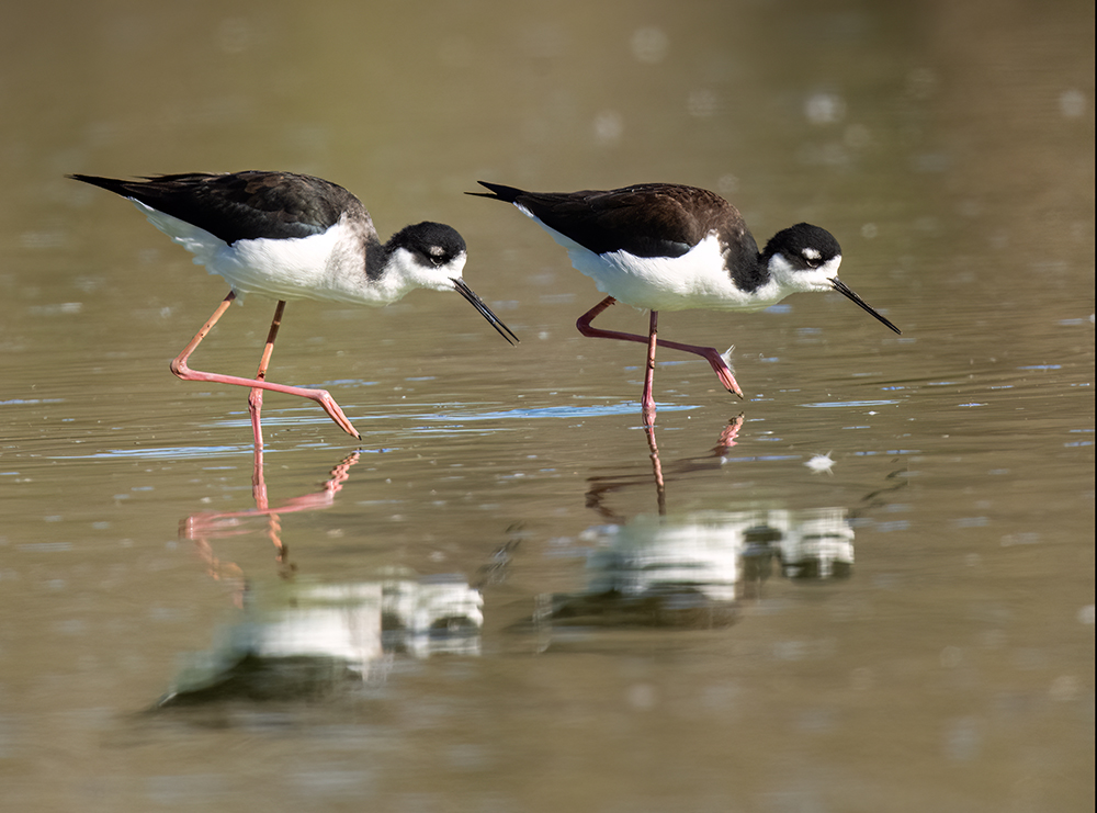black necked stilts low res