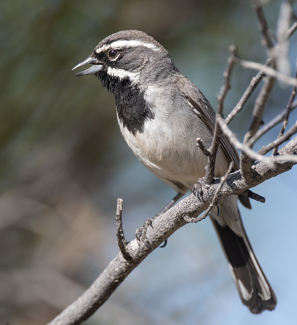black throated sparrow sab low res