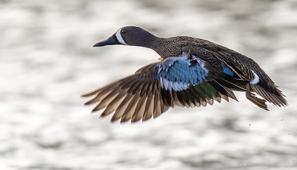 blue winged teal in flight low res