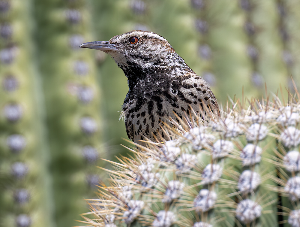cactus wren10 low res