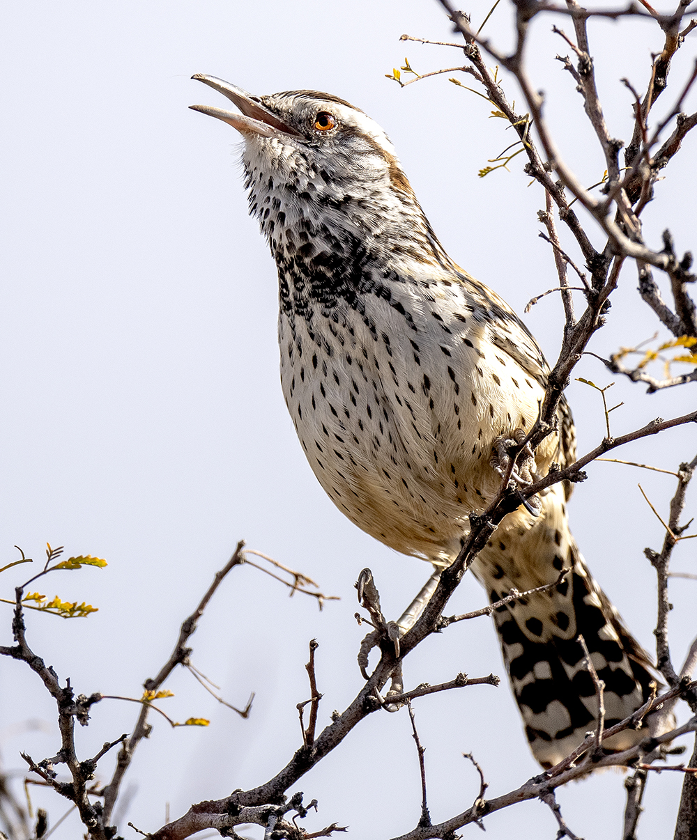 cactus wren2 low res