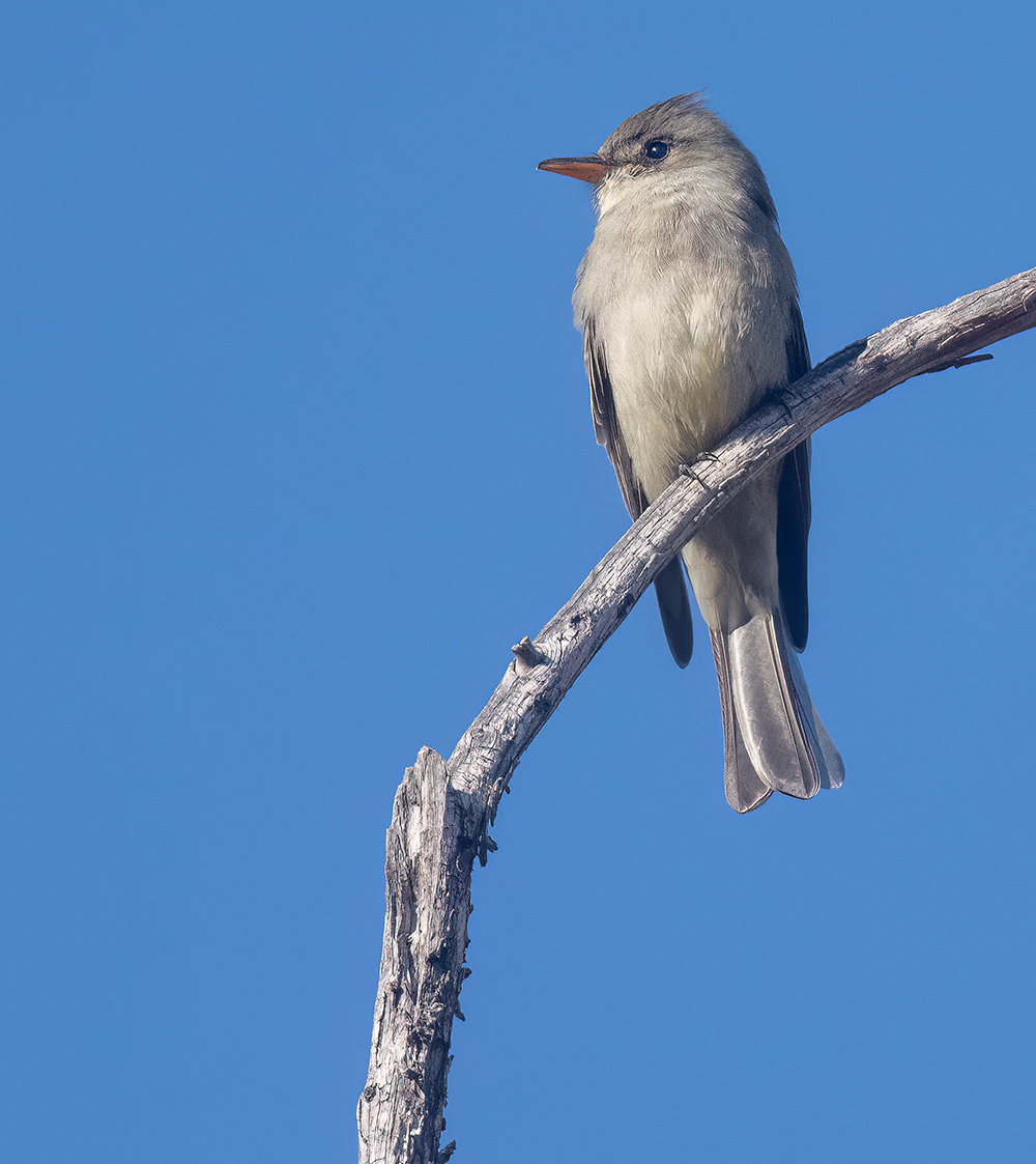 greater pewee2 low res