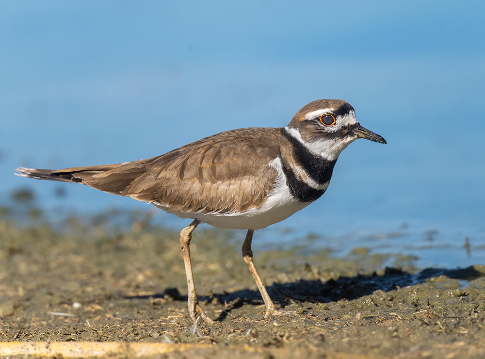 kildeer low res