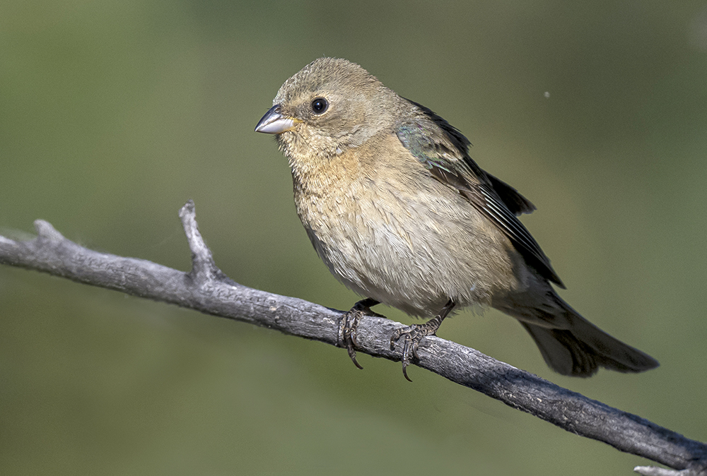 lazuli bunting female