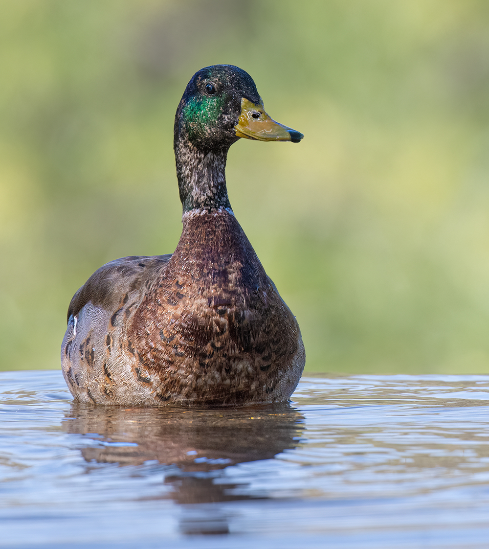 Mallard