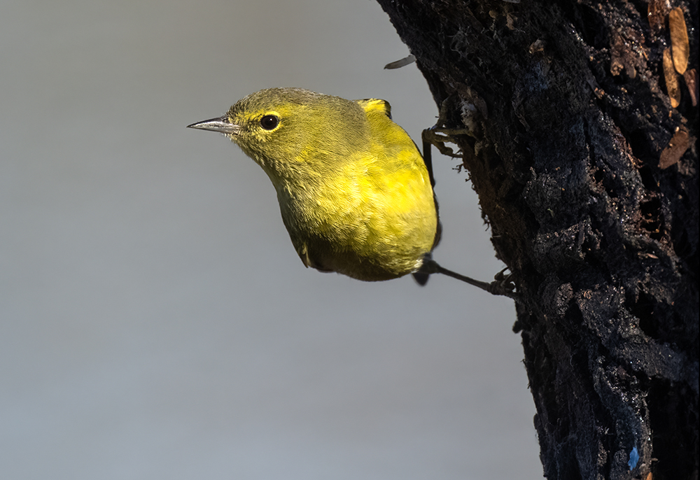 orange crowned warbler low res
