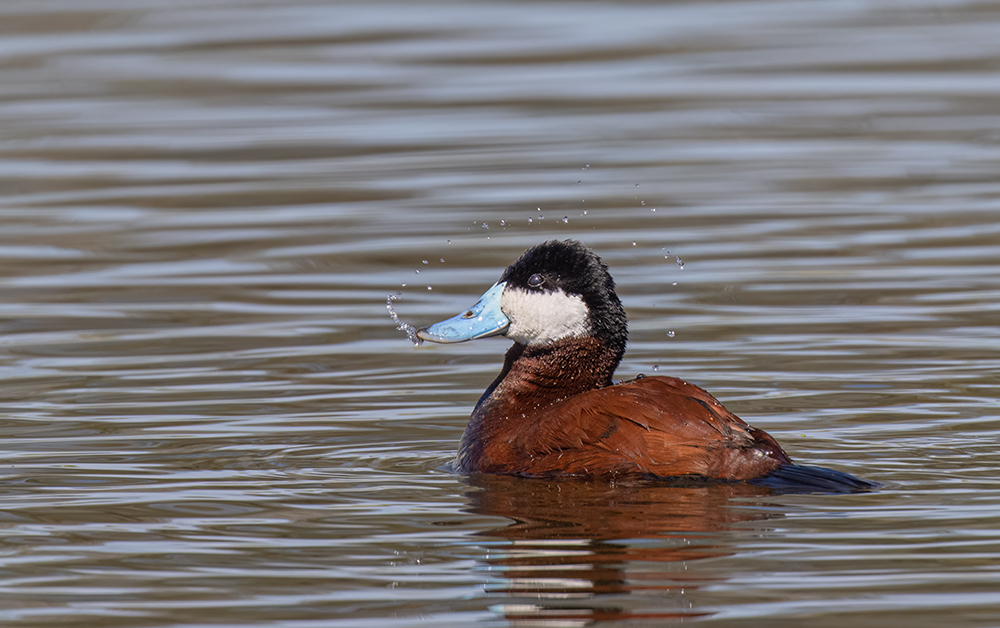 ruddy duck wil