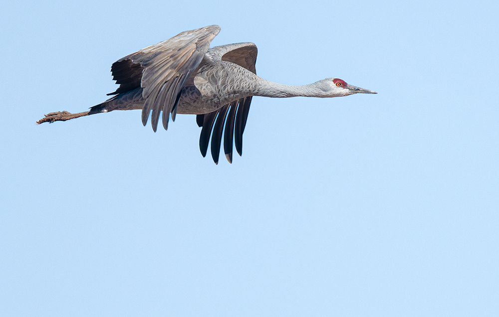 sandhill crane