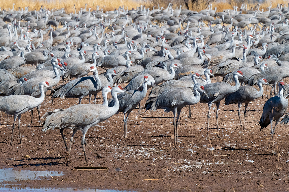 sandhill cranes