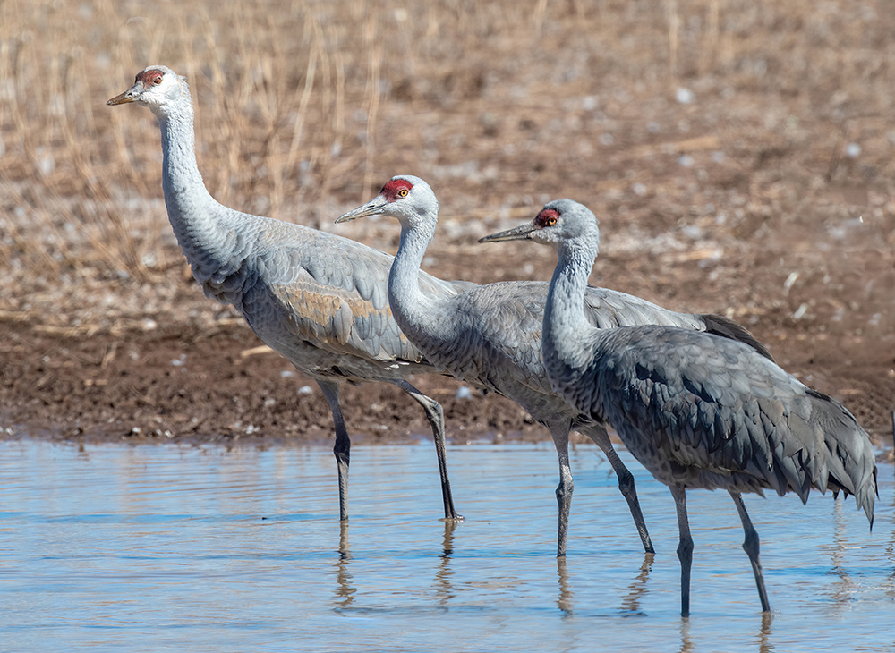 sandhill cranes