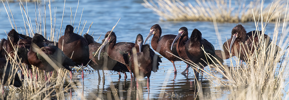 white faced ibises2 low res
