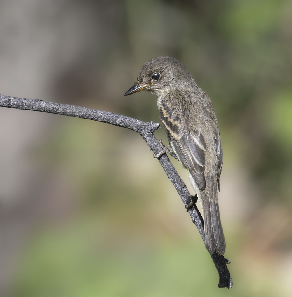Willow Flycatcher