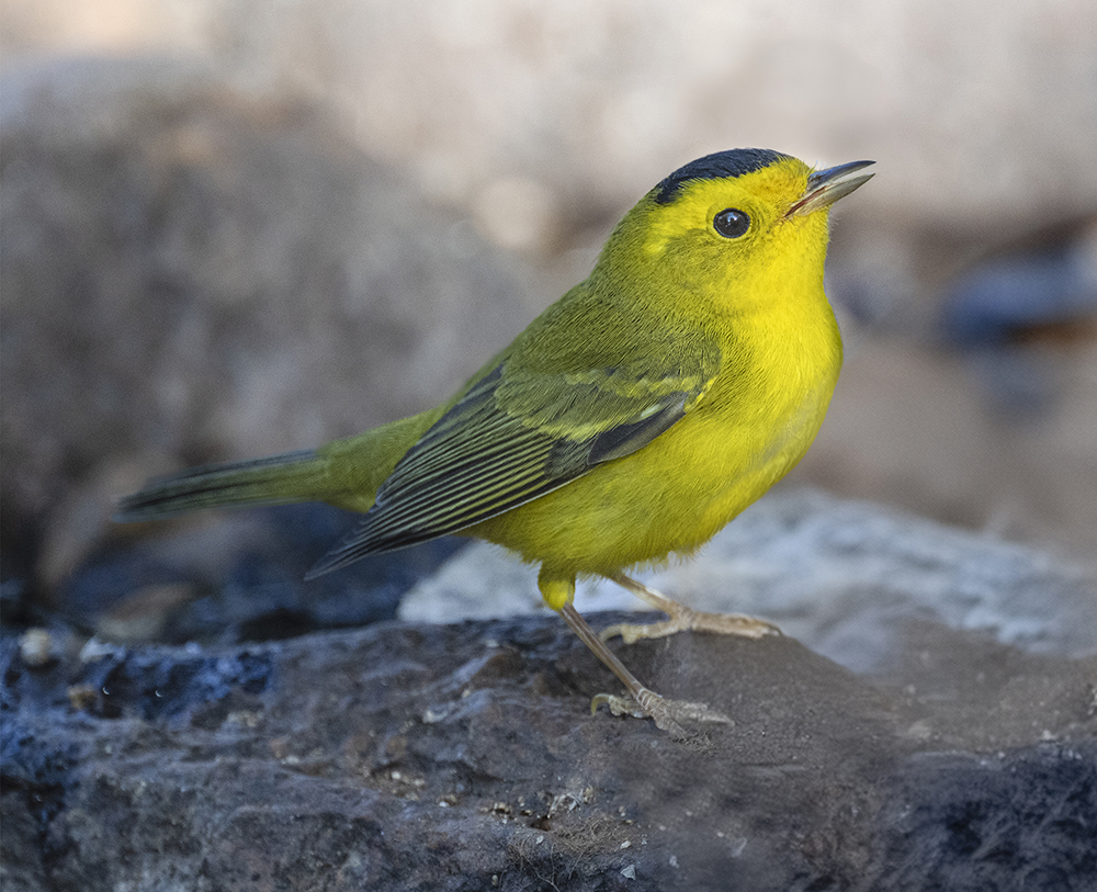 Wilson's Warbler