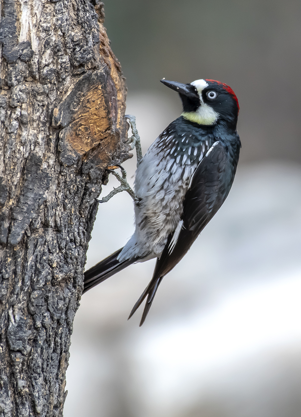 Acorn Woodpecker Dryobates Arizonae 