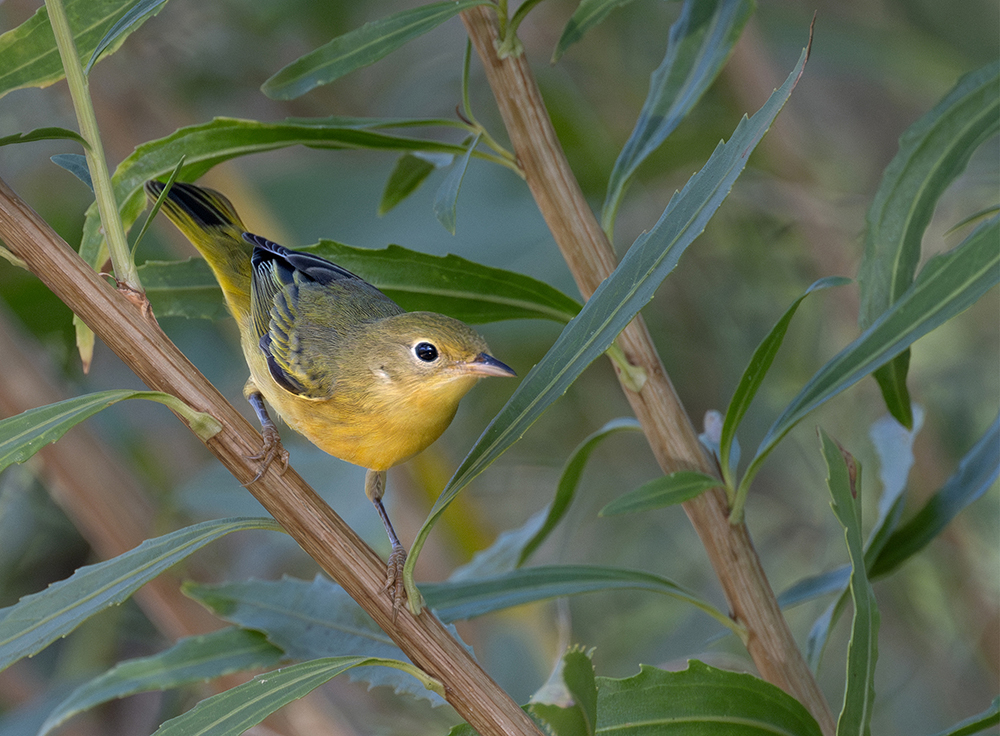 Yellow Warbler