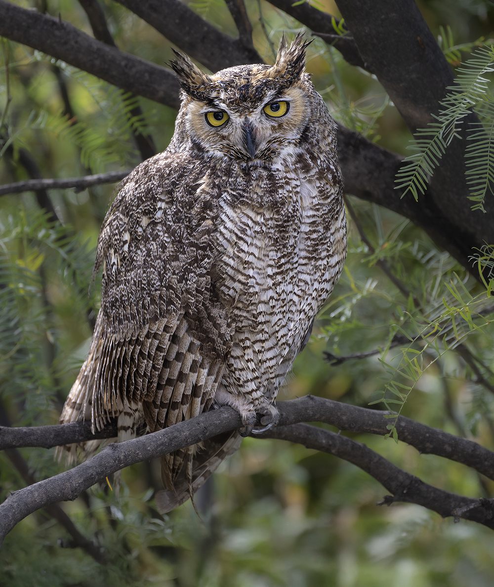 Great Horned Owl (Bubo virginianus)