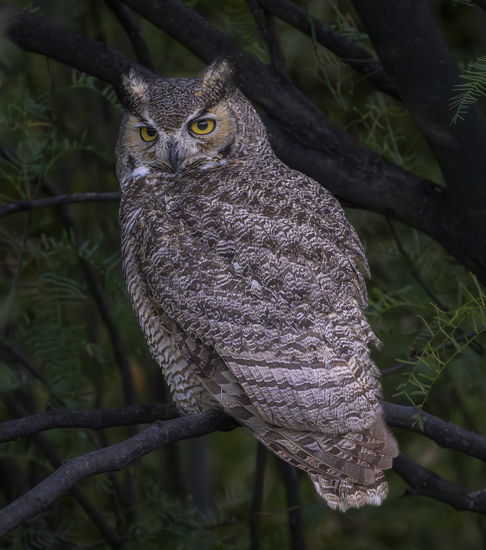 Great Horned Owl (Bubo virginianus)