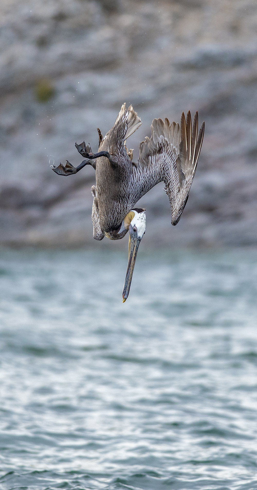 pelican diving 10 low res