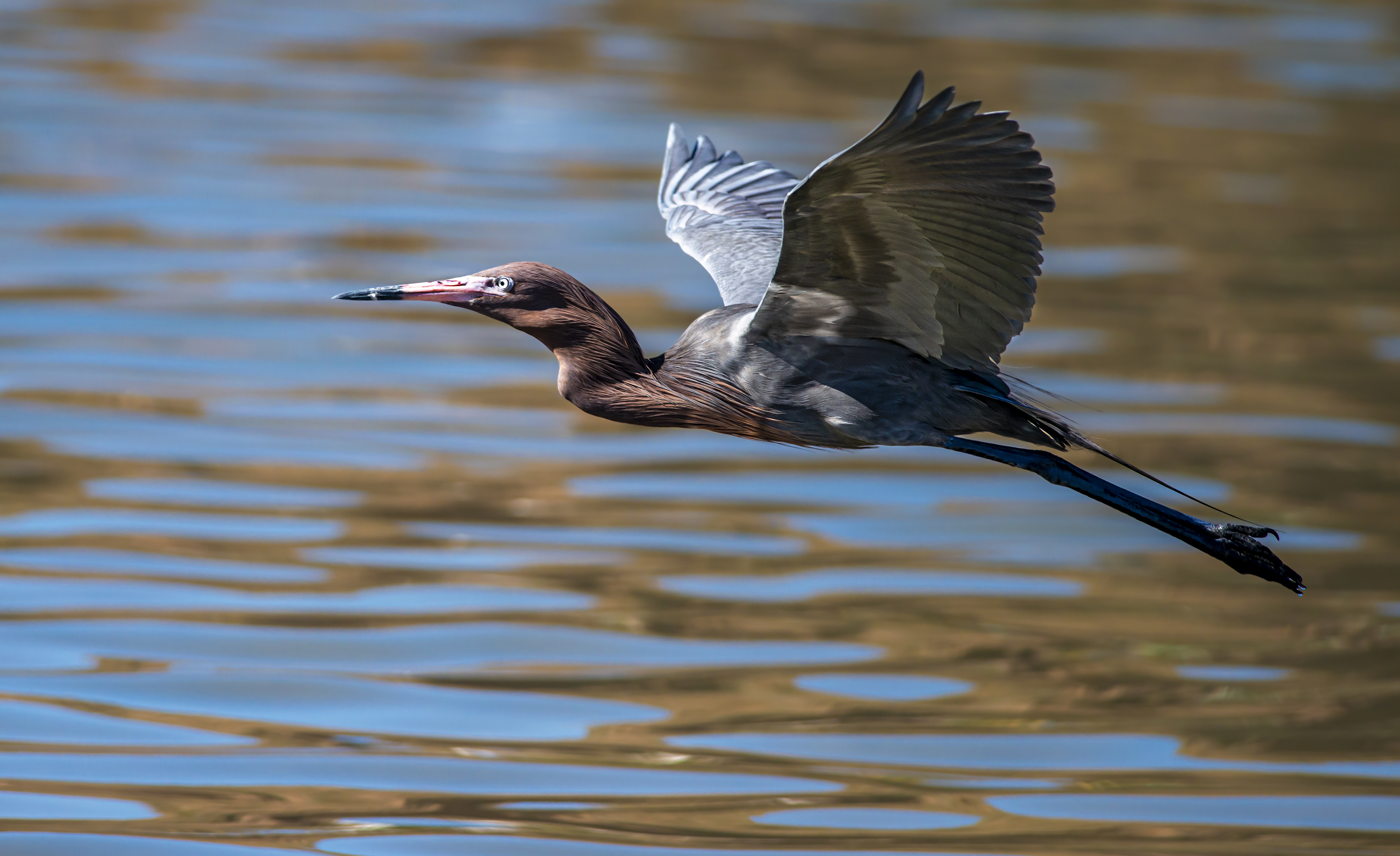 reddish egret in flight low res